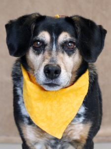 Adopt Beatrix