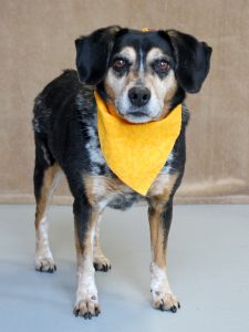 Adopt Beatrix