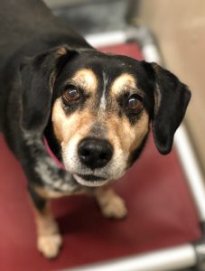 Adopt Beatrix