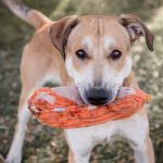 https://idahohumanesociety.org/adopt/view-pet/tanner-4/