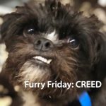 Adopt Creed
