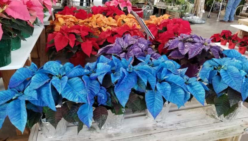 Cheryl Kaye Canoyer Garden Center Star 104 5 80 S 90 S Now