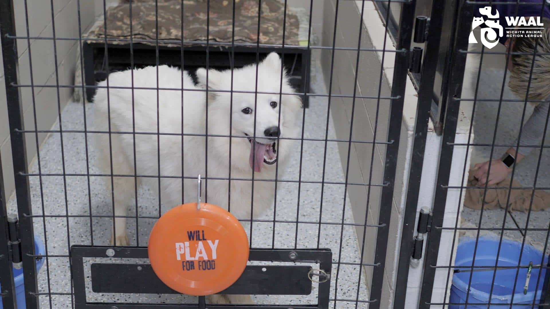 Waal Helps Aspca Rescue Iowa Puppy Mill Samoyeds Country 101 3 Kfdi