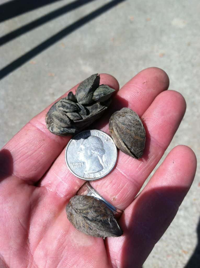 zebra mussels are infesting texas lakes. there's only one