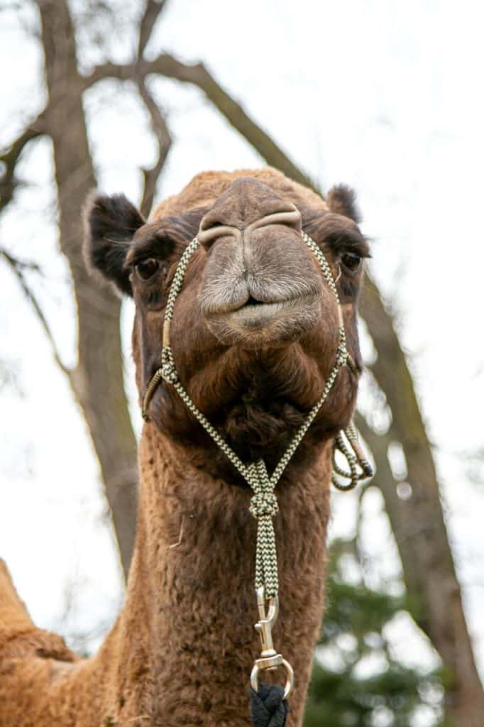 Famous Goddard animal trio inspires reallife nativity scene KFDI 101.3