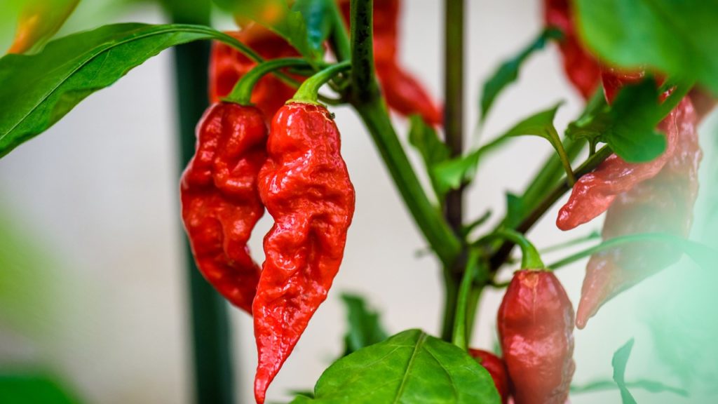 WATCH: Man Eats Three Of The Hottest Chili Peppers In The World To Break Record | Carina | KFDI - Vimarsana News