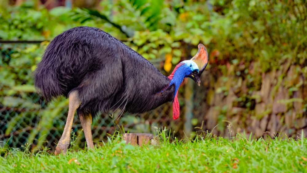 large-flightless-bird-attacks-and-kills-it-s-owner-in-florida-93-3-kzoz