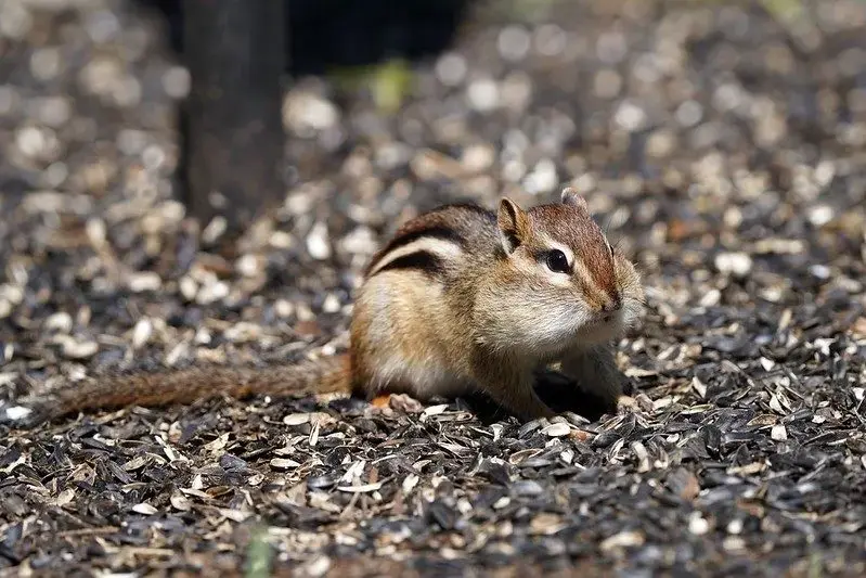 Nature Station: Prepping For Winter