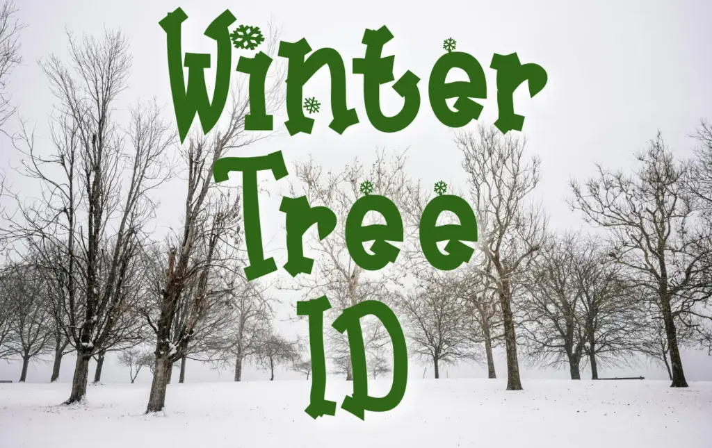 winter-tree-id-png