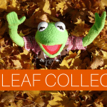 fall-leaf-collection-featured