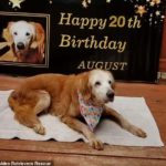 30008474-8455831-vipup_the_world_s_oldest_golden_retriever_is_celebrating_her_20t-a-2_1593018210202
