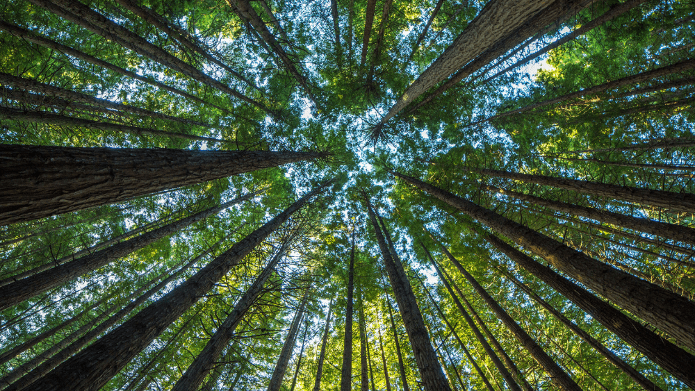 Klehm Arboretum & Botanic Garden Announces Annual Arbor Day Celebration