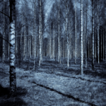 paranormal-creepy-forest