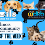 pet-of-the-week-with-iccu-slider