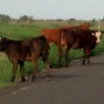 cows-by-ditch