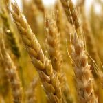 durum-wheat