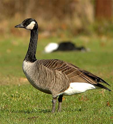 canada_goose_1