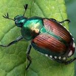 japanese-beetle