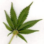 marijuana-2