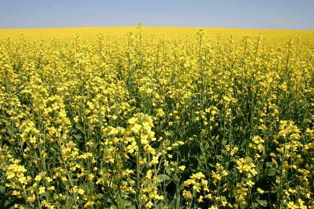 canola