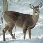 anterless-deer-3