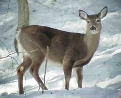 anterless-deer-5