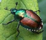 jap-beetle