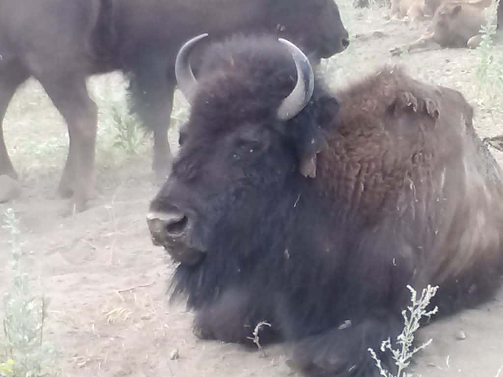 Bison Center of Excellence Fills Need for Research - Vimarsana News