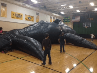 Students Look On As The Whale is inflated to its full size!