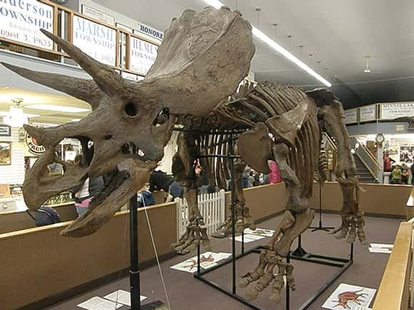 Bob The Triceratops On Display At Barnes County Museum | News Dakota