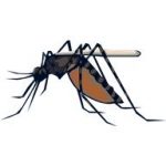 mosquito-6