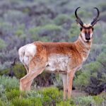pronghorn-antelope-cabin-lake-road-fort-rock-oregon