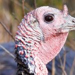header-fall-turkey-guide