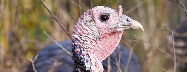 header-fall-turkey-guide