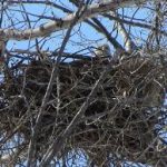 eagle-nest