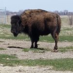 buffalo-4