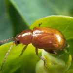 flea-beetle