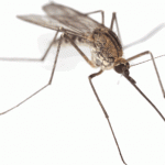 mosquito-9