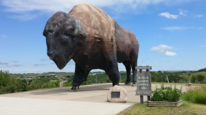 The famous buffalo in Jamestown.