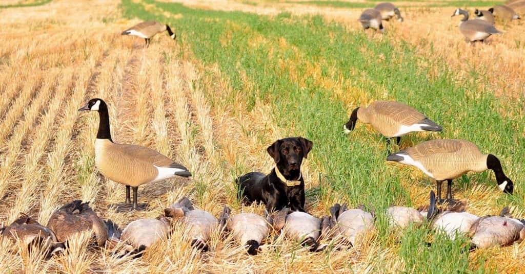 Early Canada Goose Season Starts Sunday News Dakota