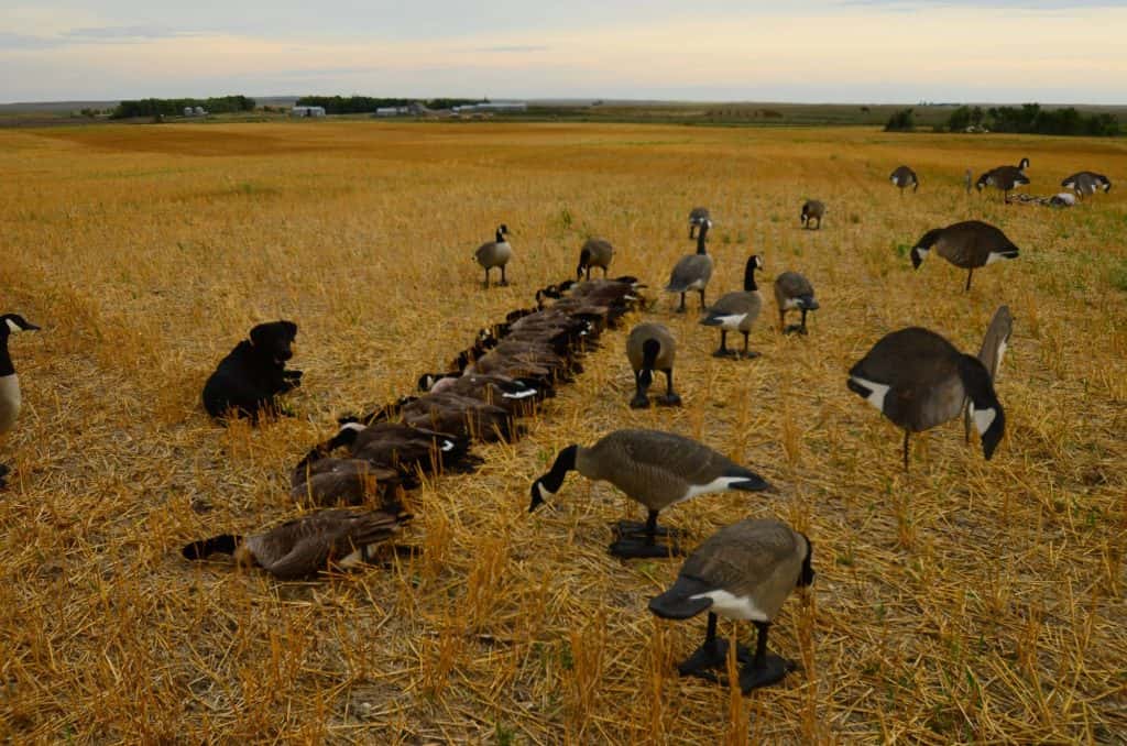 Early Canada Goose Season, Swan Applications Open - Vimarsana News