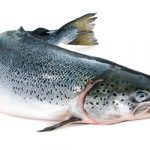 httpwww-dreamstime-comroyalty-free-stock-images-atlantic-salmon-salmo-salar-white-background-image33670079