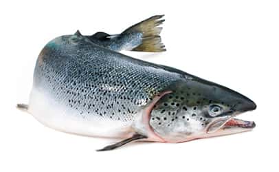 httpwww-dreamstime-comroyalty-free-stock-images-atlantic-salmon-salmo-salar-white-background-image33670079