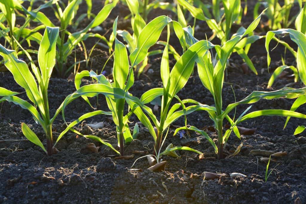 NASA Data Powers New National Agricultural Statistics Service Soil Moisture Portal - Vimarsana News