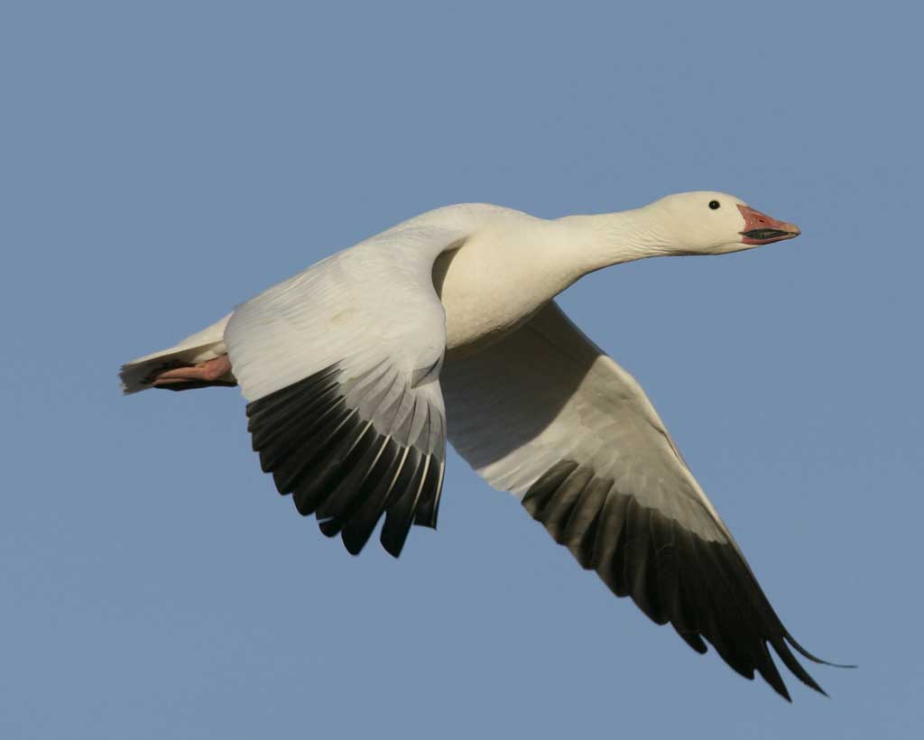 snow-goose