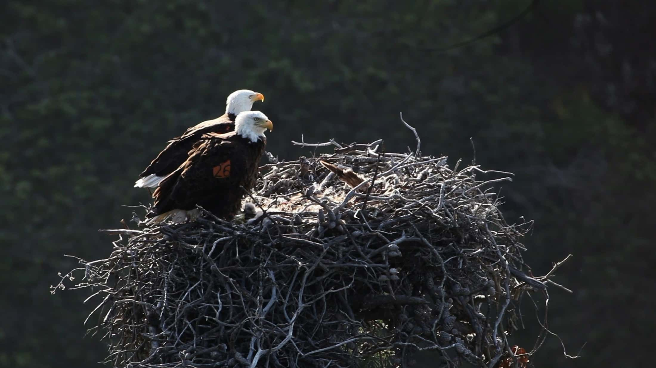 bald-eagles-1761446