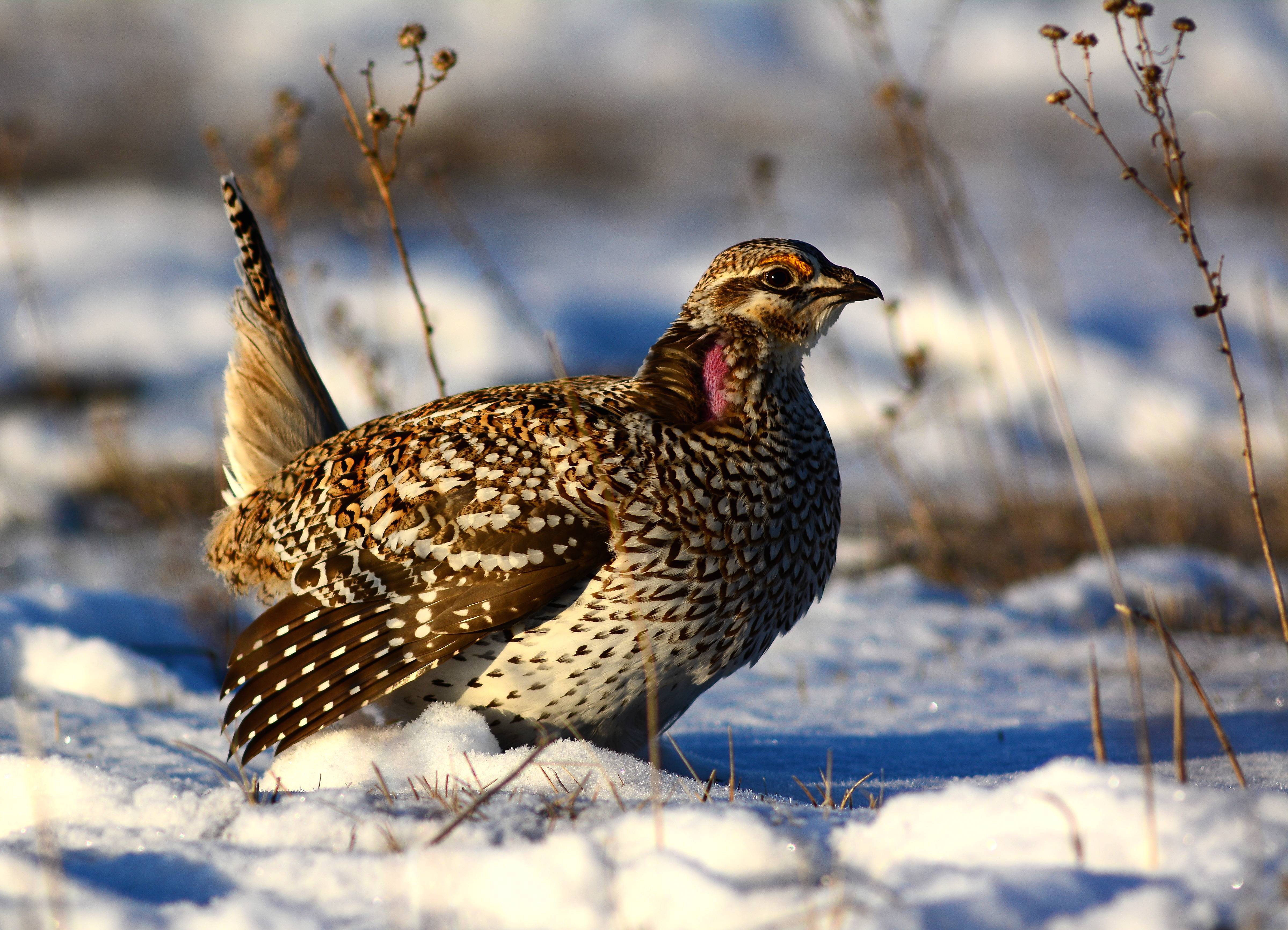 Upland Bird Numbers Improving News Dakota