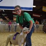 sheep-kendra-cleghorn-grand-texel-ram