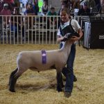 sheep-isabel-schmidt-gr-weight-class-market-wether