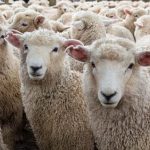 sheep-herd-in-new-zealand